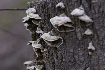 Mushrooms on the Tree