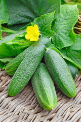 Harvest of green cucumbers with leaves