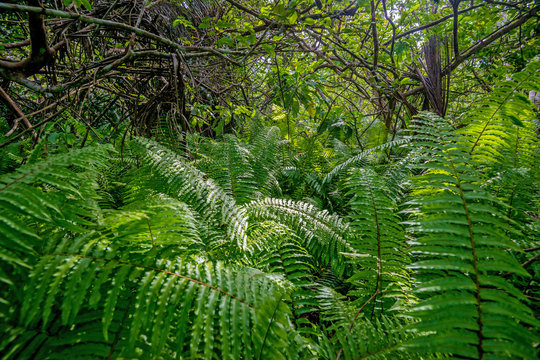 Scenic view of jungle with ferns