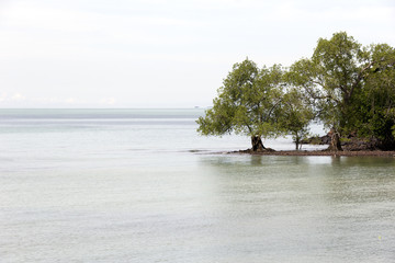 A shot of trees surrounding by the ocean during high tide. Shot in landscape format.