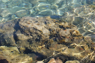 mussels in the sea on a stone