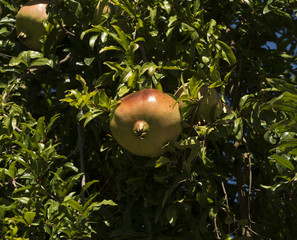 Pomegranates on tree, Lucca, Tuscany, Italy