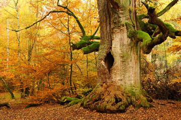 Uralte mächtige hohle Eiche im Herbst
