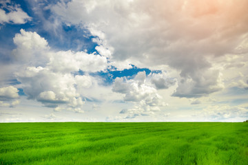 Green grass field and bright blue sky background