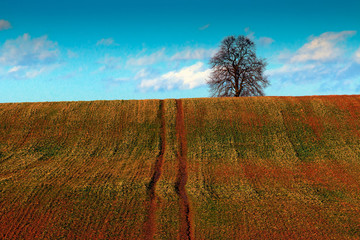 Samotne Drzewo Na Polu © Wojciech Lisiński