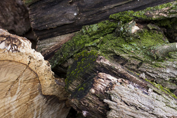 Moss on the Wood
