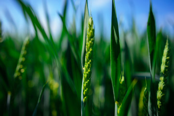 landscape of barley field in early summer