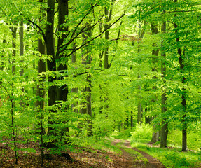 Plakat Waldweg durch Buchenwald im zeitigen Frühjahr, frisches Grün
