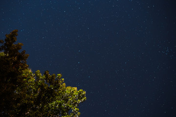 Fototapeta premium Blue dark night sky with many stars above field of trees.