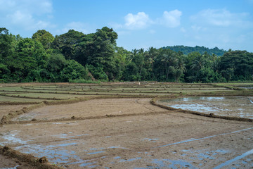 Fototapeta na wymiar Fields with crops of rice in Sri Lanka