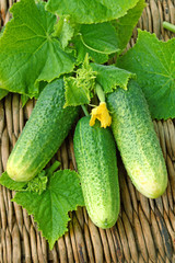 Cucumbers with leaves
