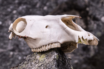 Horse skull on a rock in mountains is a danger sign to travelers