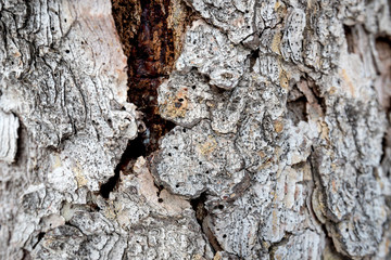 Spruce bark macro