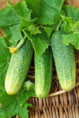 Cucumbers with leaves