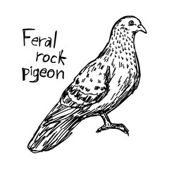 feral rock pigeon - vector illustration sketch drawing with black lines, isolated on white background