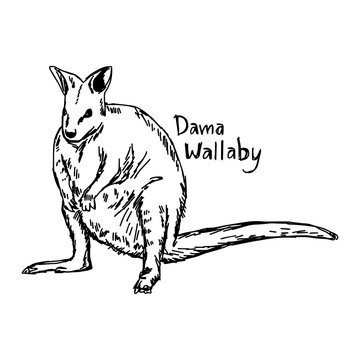 dama wallaby - vector illustration sketch hand drawn with black lines, isolated on white background