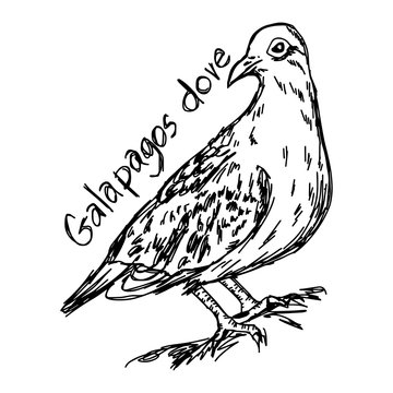 Galapagos dove - vector illustration sketch hand drawn with black lines, isolated on white background