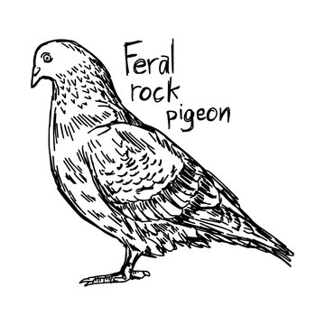 feral rock pigeon - vector illustration sketch hand drawn with black lines, isolated on white background