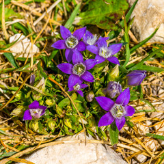 Lilafarbene Blüten eines Feldenzians
