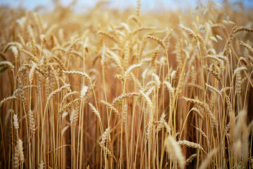 Wheat field. Ears of golden wheat close up.