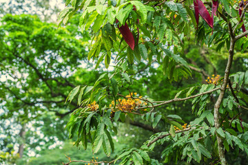 Yellow Saraca or Saraca thaipingensis