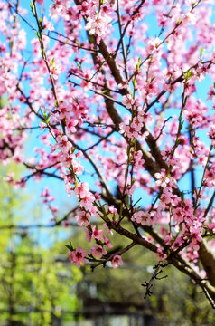 Blooming cherry tree branches against