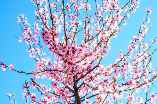 Blooming cherry tree branches against