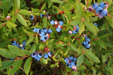 Wild Blueberry