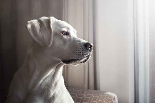 Junger reinrassiger weißer labrador retriever hund schaut aus einem Fenster