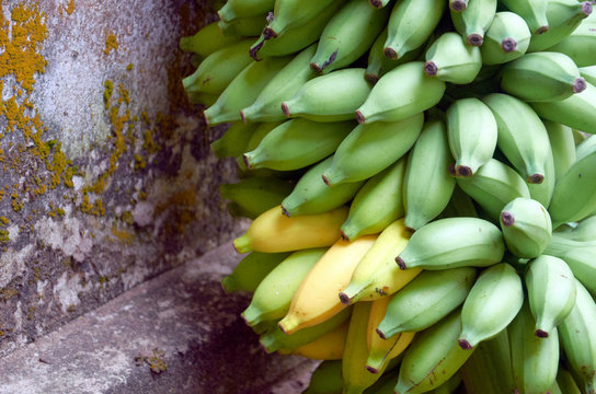 A bunch of green babanas with a couple of them ripening to yellow