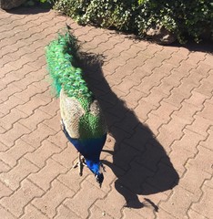 Peacock