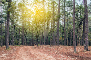 Walkway Lane Path With Green Trees in Forest. Beautiful Alley In