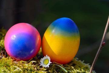  gefärbte bunte Eier auf weichem Moos