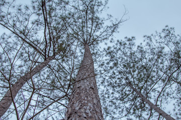 foggy trees in a forest. tree tops texture