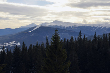 Fototapeta premium Picturesque view of Carpathian mountains over evergreen trees