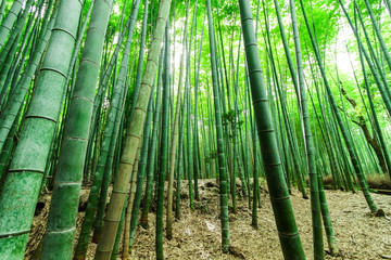 Foresta bamboo, Kyoto - Giappone