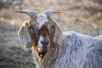 Interested goat