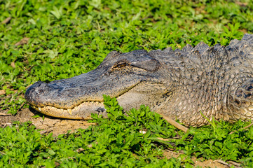 American Alligator