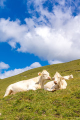 Obraz premium Rinder liegen auf einer Almwiese in der Sonne