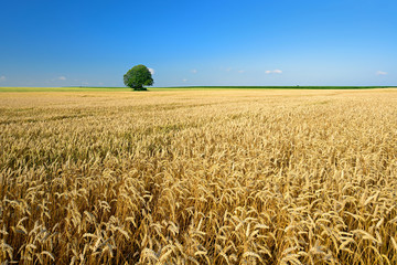 Endloses reifes Weizenfeld unter blauem Himmel, am Horizont ein einzelner Baum