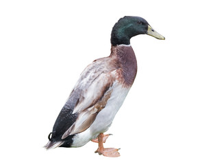 duck on a white