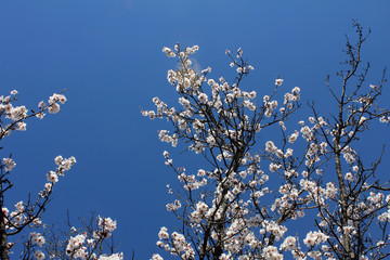Almond bloom in the spring garden, tree with white flowers