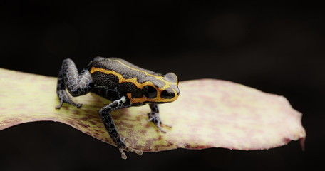 poison dart frog, Ranitomeya imitator, Yumbatos. A small poisonous rain forest animal from the tropical Amazon rain forest in Peru. .