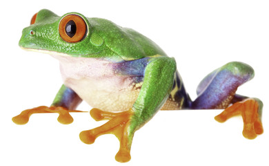 red eyed tree frog isolated on white