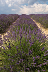 Lavender field in plateau de Valensole ,Provence, France