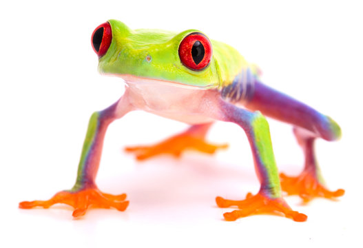 Red eyed tree frog on high feet. A beautiful tropical rainforest animal from Costa Rica isolated on a white background.
