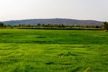 Green rice paddy fields,