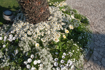 particular patch of daisies