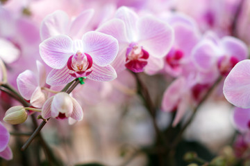 Naklejka na ściany i meble Pink Orchid for background , Stock Photo