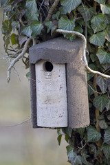 Bird house surrounded by ivy